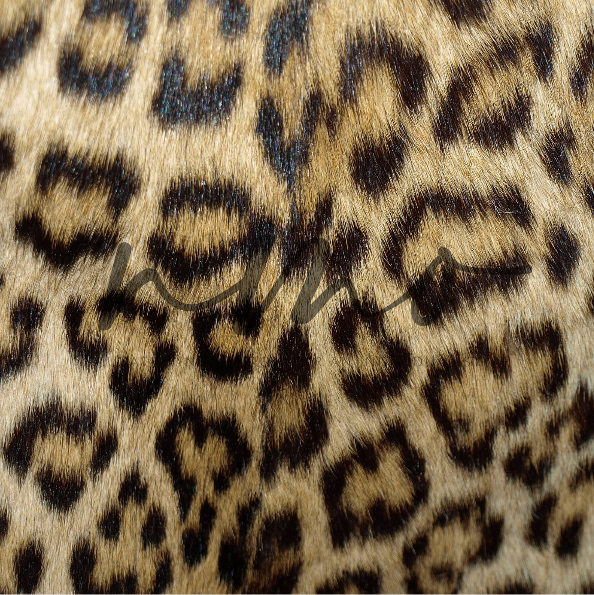 PERSIAN LEOPARD